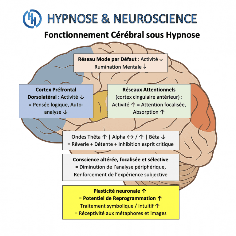Hypnose et neuroscience - fonctionnement du cerveau sous hypnose - hansen institute